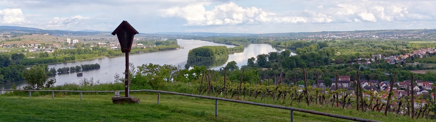 Auf dem Rochusberg